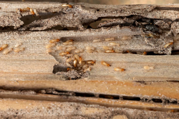 Best Bed Bug Extermination  in Deshler, OH